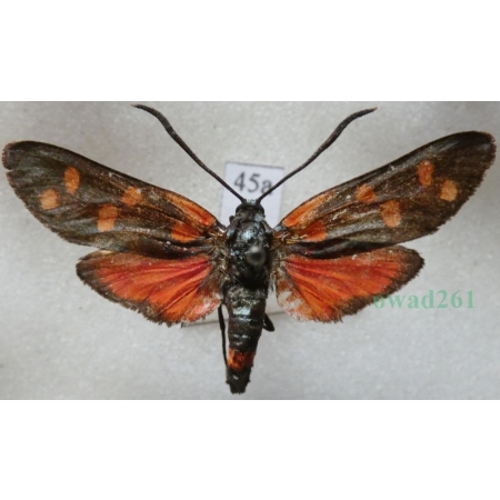 Zygaena ephialtes (Linnaeus, 1767) Kraśnik goryszowiec Czech45a